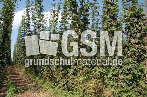 Hopfen_3.JPG